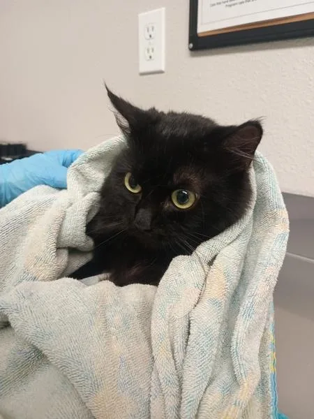 An adult medium-sized male Domestic Long Hair cat named Shadow for adoption in Vancouver, WA