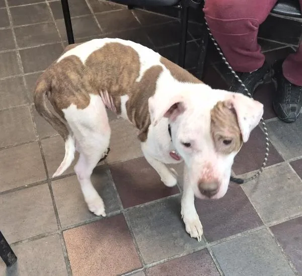 An adult medium-sized female Mixed Breed dog named Coco Mango Cherry for adoption in New York, NY