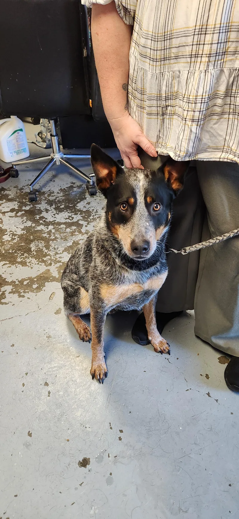 An adult medium-sized male Australian Cattle Dog / Blue Heeler dog named Marco for adoption in Berea, KY