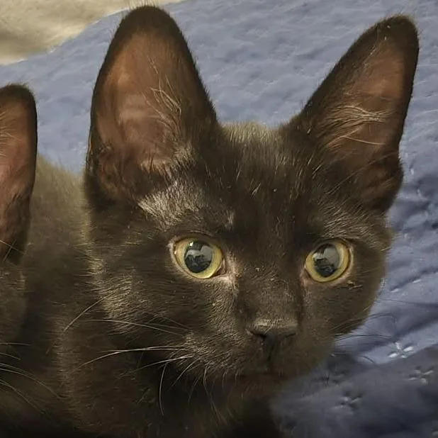 A baby small-sized male Black Domestic Short Hair cat named Oni for adoption in Pittsburgh, PA