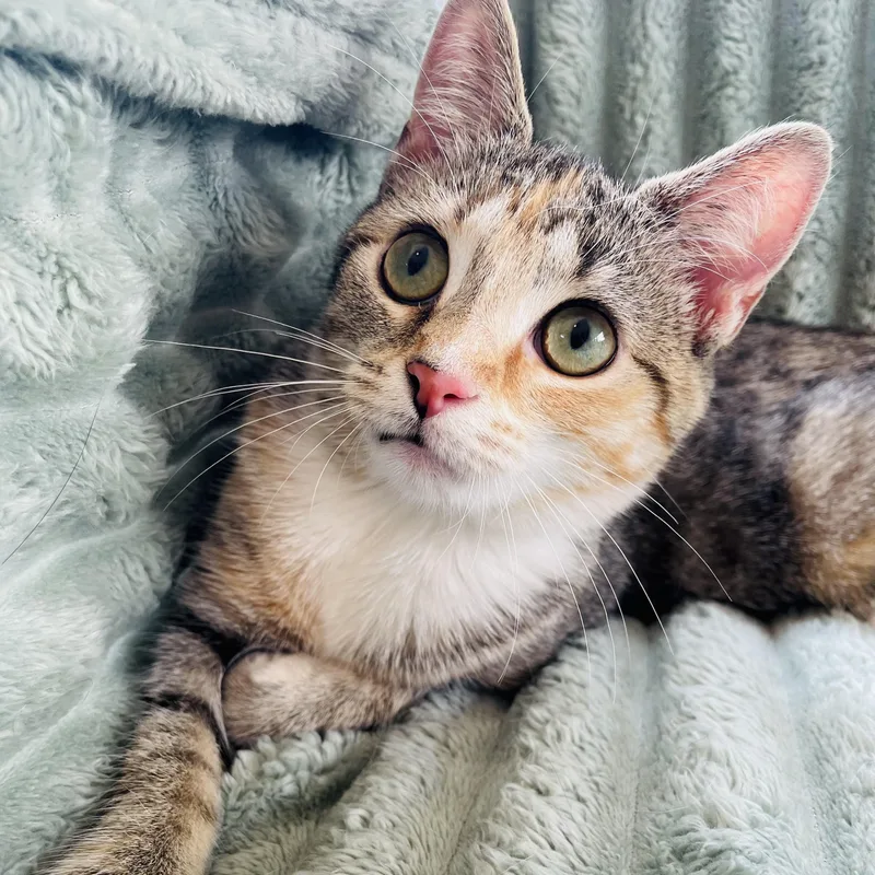 A young medium-sized female Tabby (Brown / Chocolate) Domestic Short Hair cat named Lyric for adoption in Greensboro, NC
