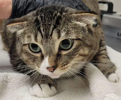 Mcsqueaky thumbnail 2