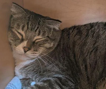 Mcsqueaky thumbnail 3