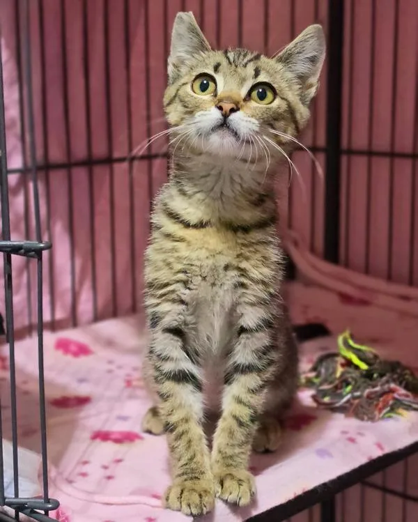 A baby small-sized female Domestic Short Hair cat named Zia for adoption in Novato, CA