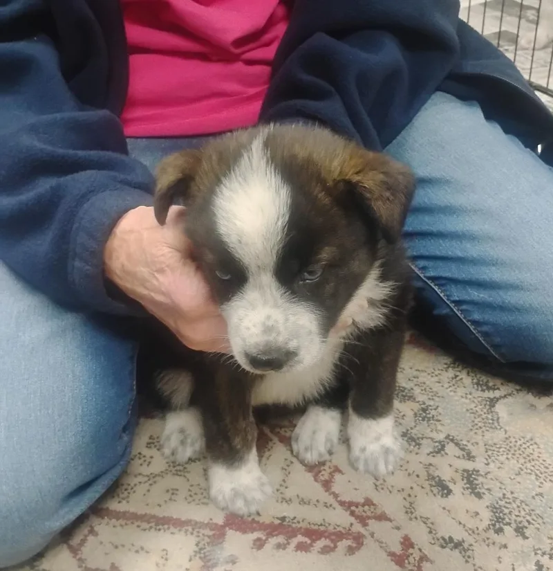 Choo Choo thumbnail 2