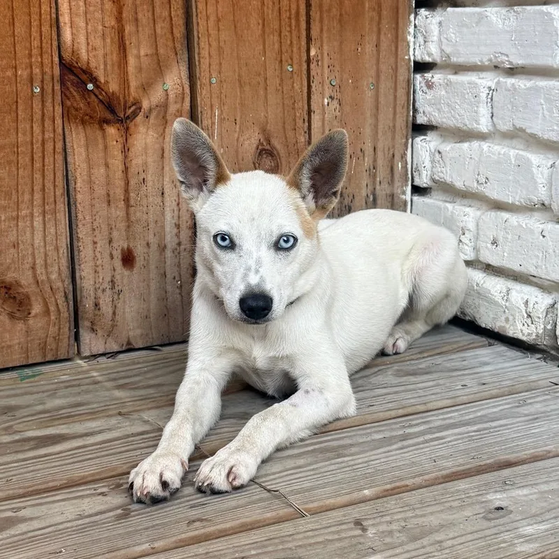 A young small-sized male Yellow / Tan / Blond / Fawn Chihuahua dog named Stryker for adoption in Houston, TX