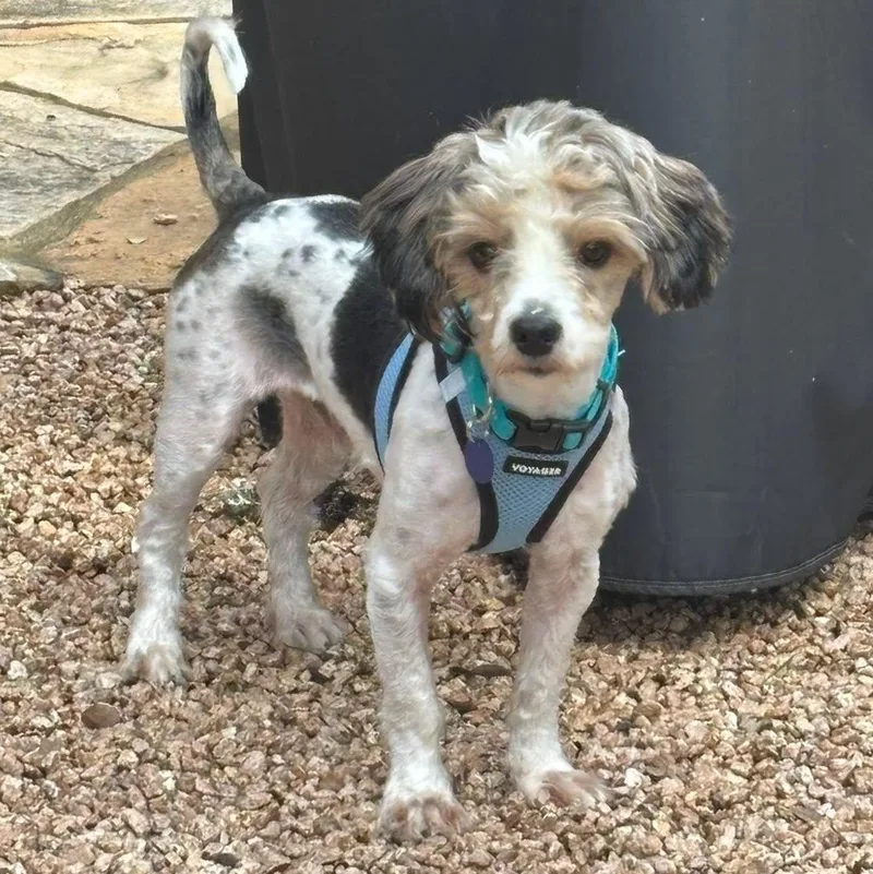 A young small-sized male Poodle dog named Sticker for adoption in Redmond, WA