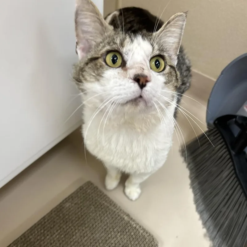 Excalipurr thumbnail 3