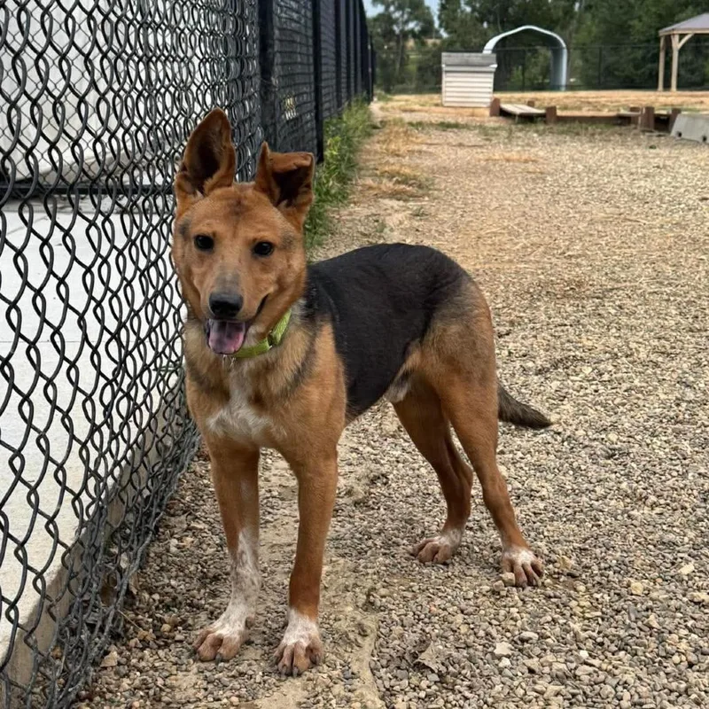 A young small-sized male Black German Shepherd Dog dog named Vixen for adoption in Monticello, IA