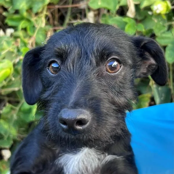 A baby small-sized male Terrier dog named Baxter for adoption in Walnut Creek, CA