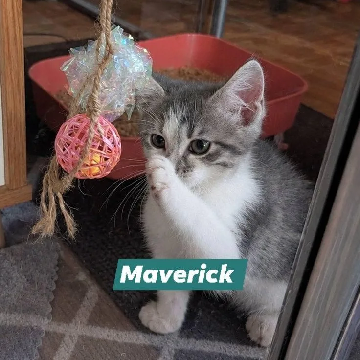 A baby small-sized male Gray & White Domestic Short Hair cat named Maverick for adoption in Mabank, TX