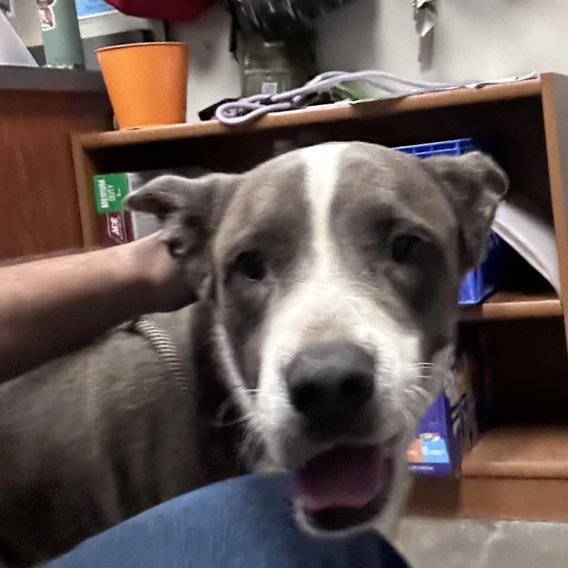 An adult large-sized male Husky dog named Jimbo for adoption in Yuma, AZ
