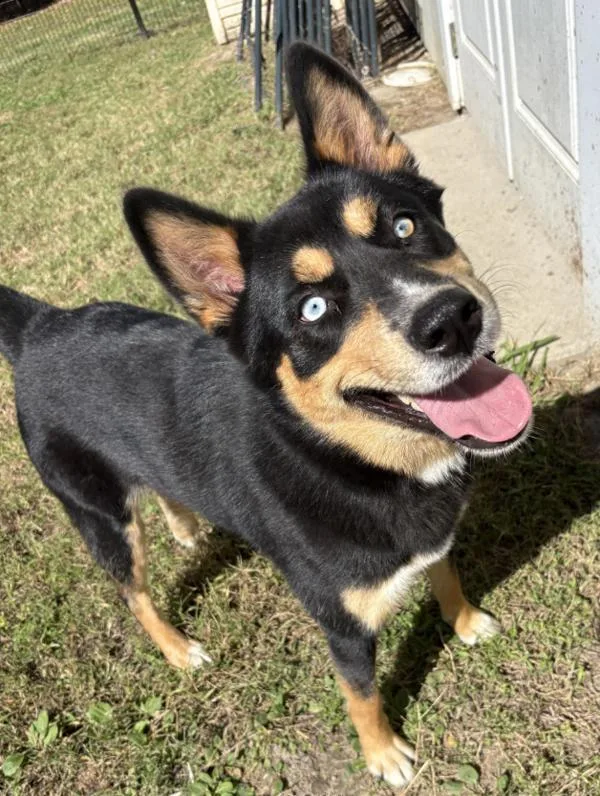 An adult medium-sized female Siberian Husky dog named Adeline for adoption in Virginia Beach, VA