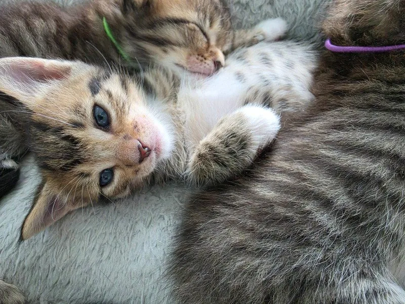 A baby small-sized male Domestic Short Hair cat named Daryl for adoption in Battle Ground, WA