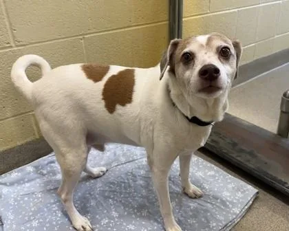 Buddy Holly thumbnail 2