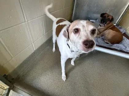 Buddy Holly thumbnail 3