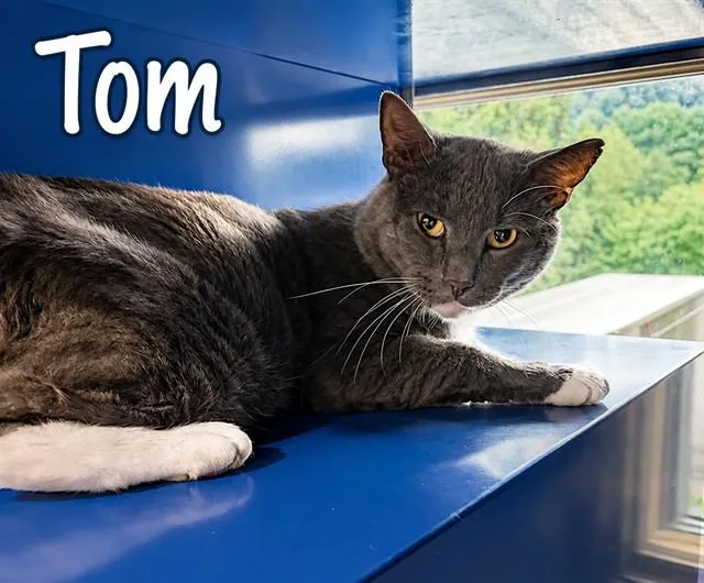 A young small-sized male Domestic Short Hair cat named Tom for adoption in Westminster, MD