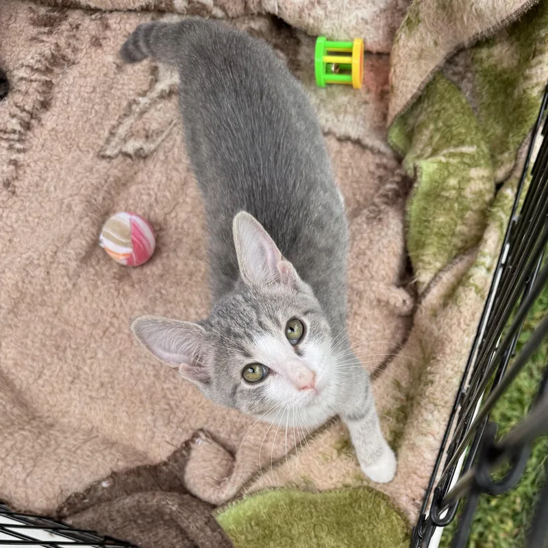 A baby medium-sized male Tabby (Gray / Blue / Silver) Tabby cat named Joaquin for adoption in Harrisburg, PA