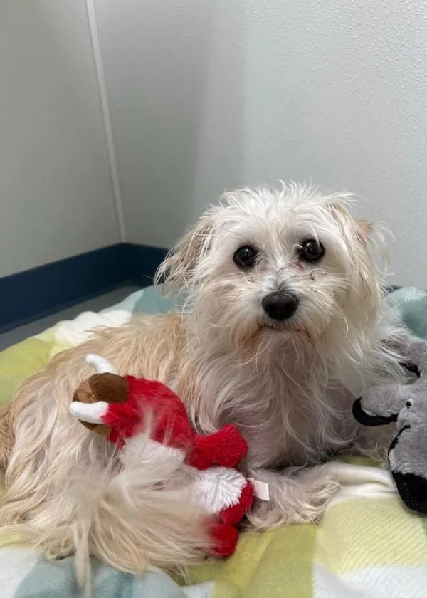 A young small-sized male Terrier dog named Mellow for adoption in Skillman, NJ