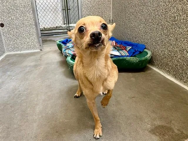 An adult small-sized female Chihuahua dog named Chiquita for adoption in Santa Rosa, CA