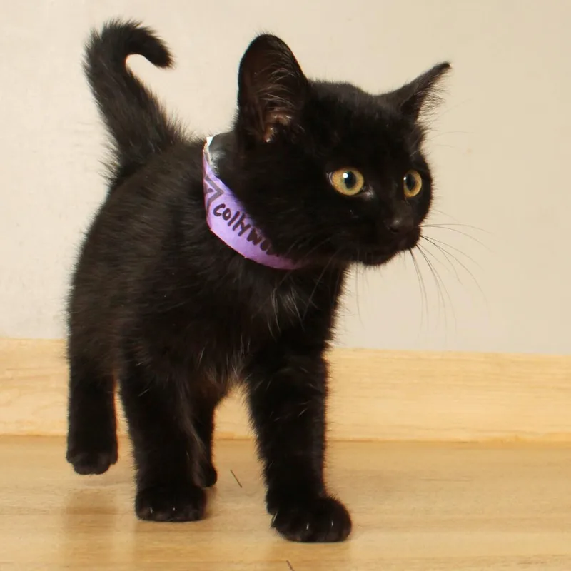 A baby small-sized female Black Domestic Short Hair cat named Collywobbles C for adoption in Minnetonka, MN