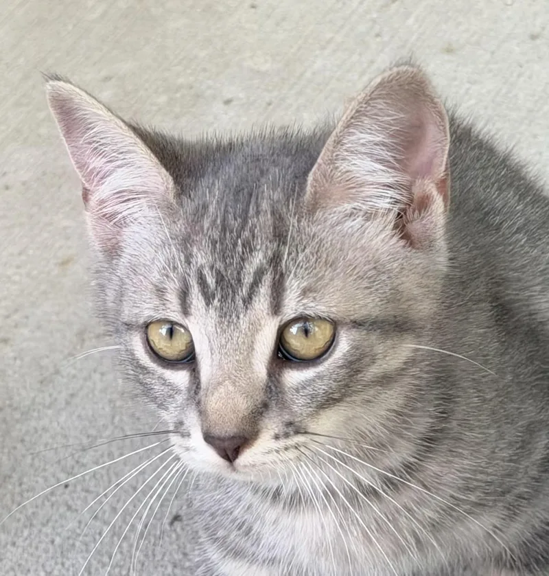 A baby small-sized female Gray / Blue / Silver Tabby cat named Barbie for adoption in Pittsburgh, PA