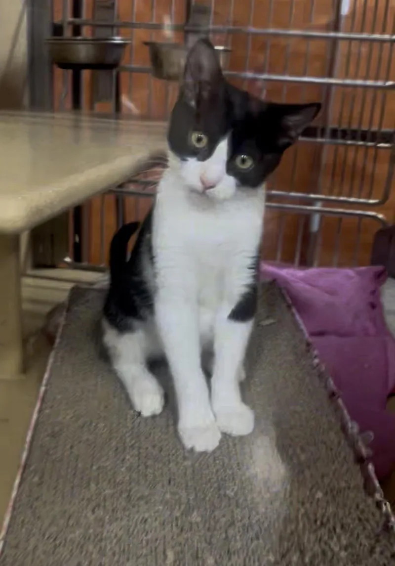 A young small-sized male Tuxedo cat named Michelin for adoption in Bell Gardens, CA