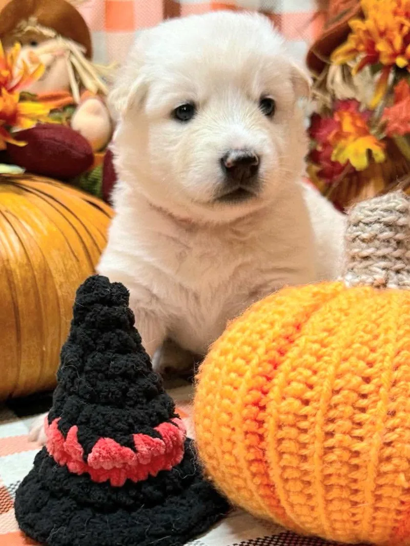 A baby large-sized female Siberian Husky dog named Kala for adoption in Millersville, MD