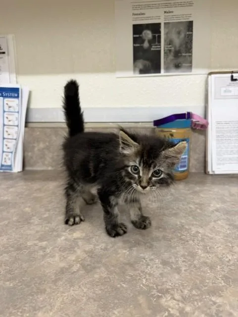 A baby small-sized male Domestic Short Hair cat named Paco for adoption in Santa Maria, CA