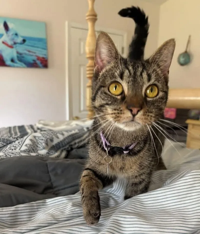 An adult medium-sized female Domestic Short Hair cat named Hadley for adoption in Milton, DE