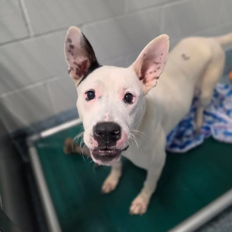 A young medium-sized male White / Cream Pit Bull Terrier dog named Potato Soup for adoption in Greensboro, NC