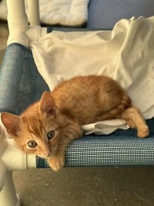 A baby small-sized male Domestic Short Hair cat named Stanley for adoption in West Chester, PA