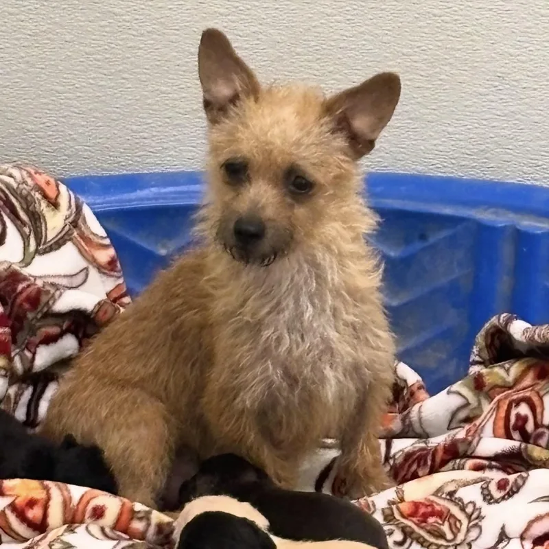 A young small-sized female Golden Terrier dog named Goldenrod AKA "Goldie" for adoption in Woodland, CA