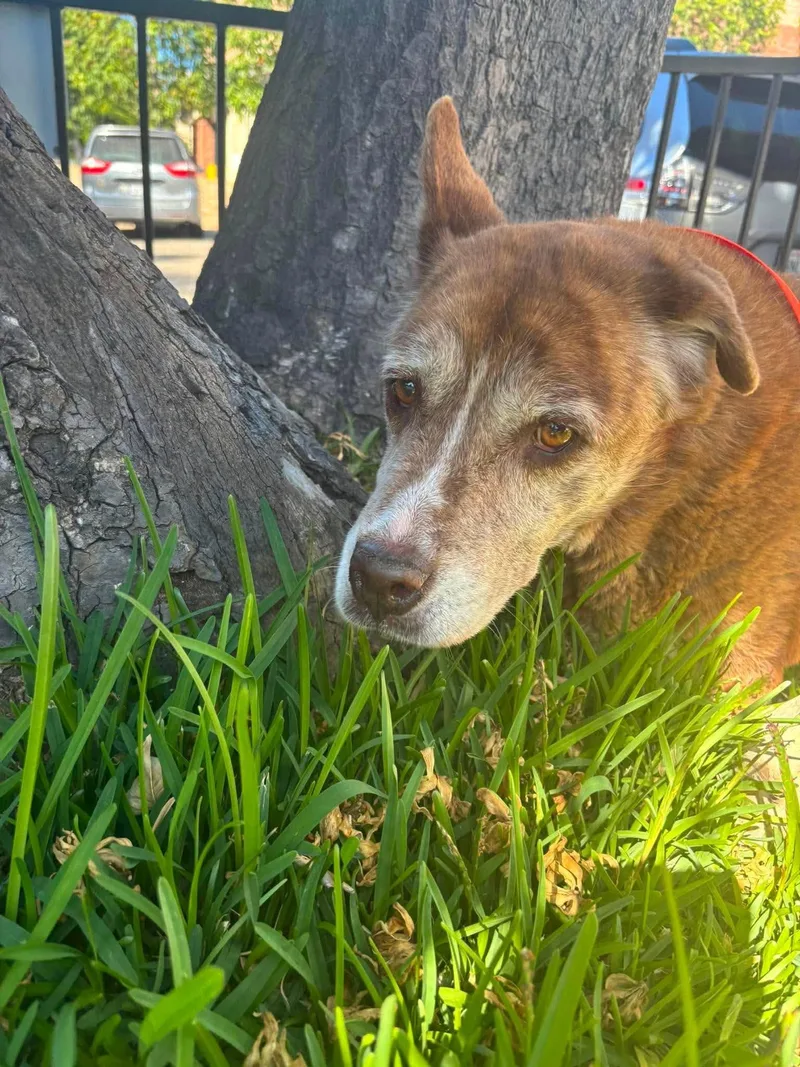 A senior large-sized female Labrador Retriever dog named SBC Anastasia for adoption in San Diego, CA