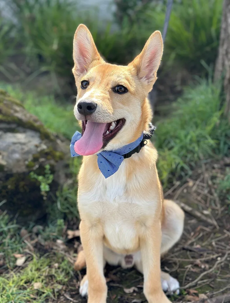 A baby medium-sized male Shiba Inu dog named Big Mac for adoption in Palo Alto, CA