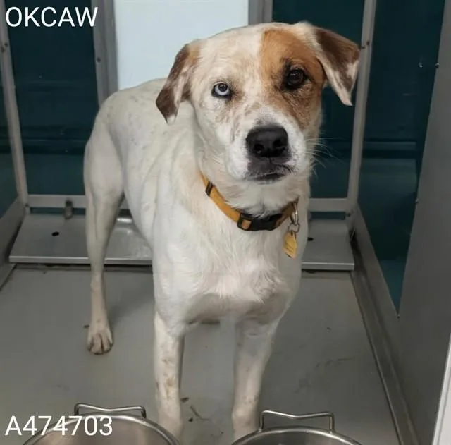 An adult medium-sized male Australian Cattle Dog / Blue Heeler dog named Fluffy for adoption in Oklahoma City, OK