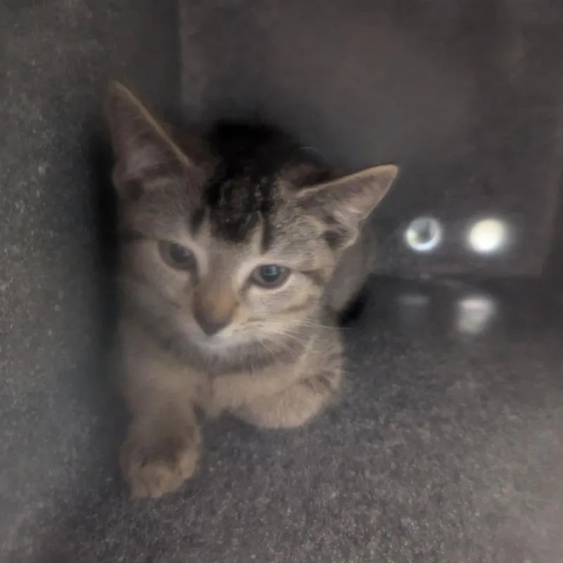 A baby small-sized female Brown / Chocolate Domestic Short Hair cat named Tortilla for adoption in Charlottesville, VA