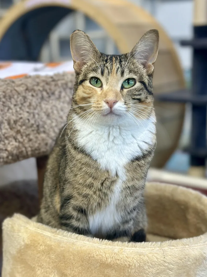 An adult medium-sized female Tabby (Brown / Chocolate) Domestic Short Hair cat named Carrot Cake for adoption in Faribault, MN