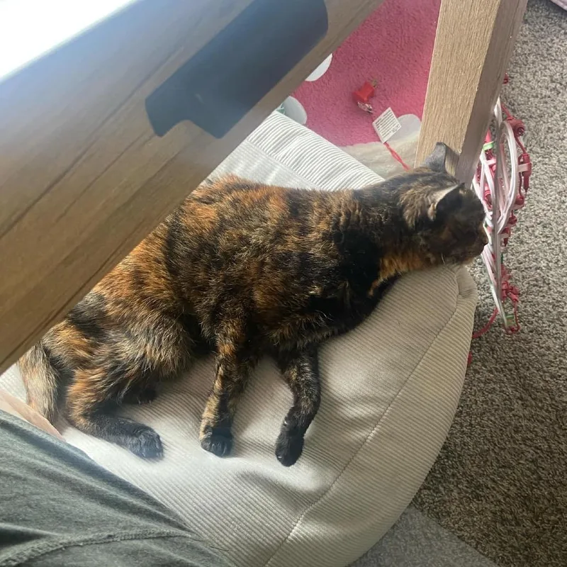 A senior small-sized female Tortoiseshell Domestic Short Hair cat named Chima Special Needs for adoption in Union, MO