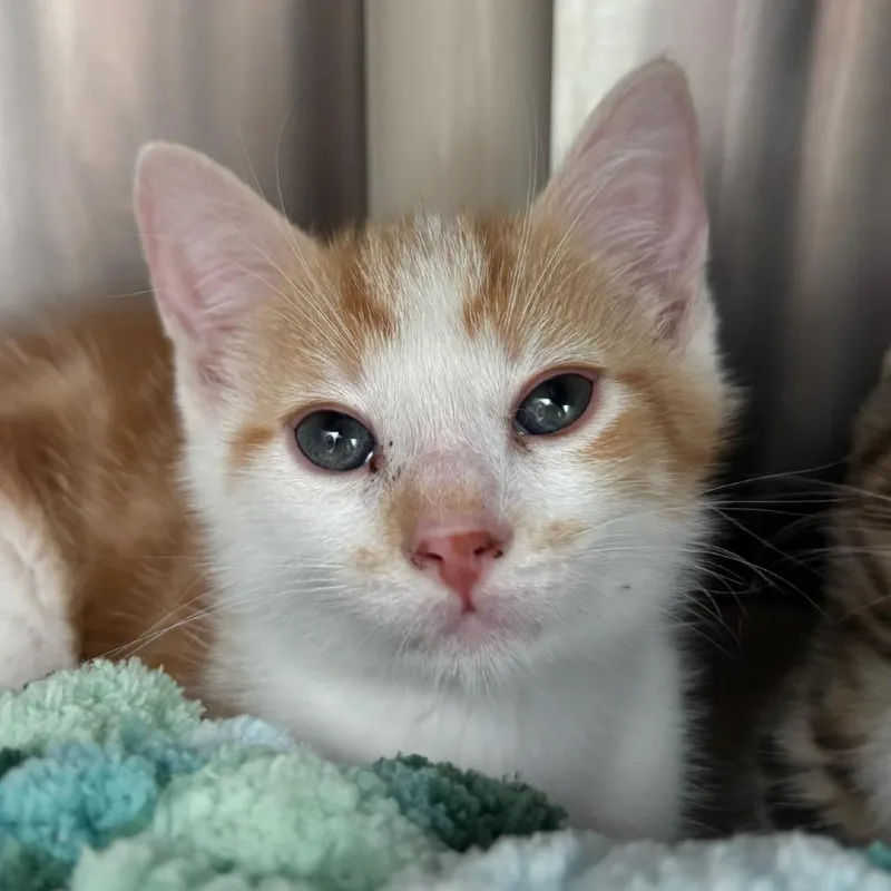 A baby small-sized male Orange / Red Domestic Short Hair cat named French Toast for adoption in Middletown, RI