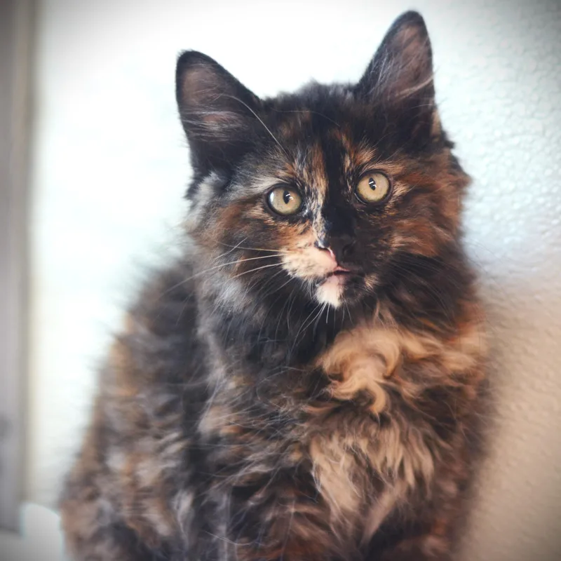 A baby medium-sized female Tortoiseshell Domestic Medium Hair cat named Sugar Baby for adoption in Amsterdam, NY