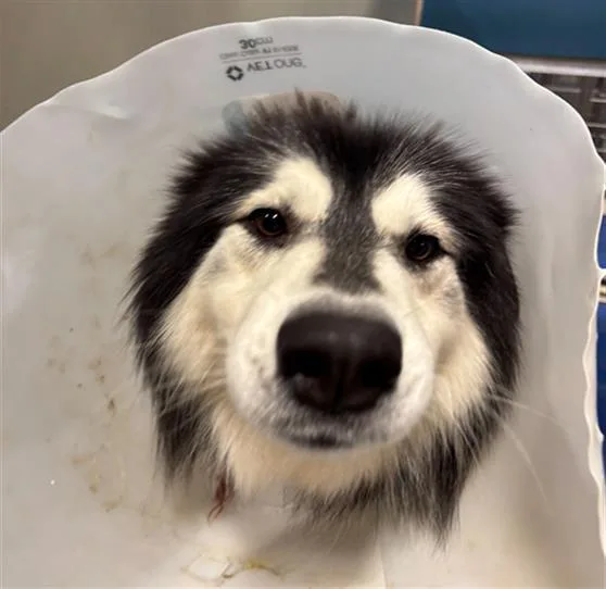 An adult large-sized male Alaskan Malamute dog named Trujillo for adoption in Bakersfield, CA