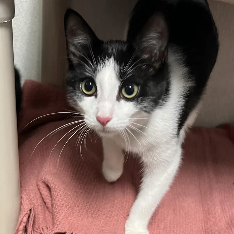 A baby medium-sized male Black Domestic Short Hair cat named Beau for adoption in New York, NY