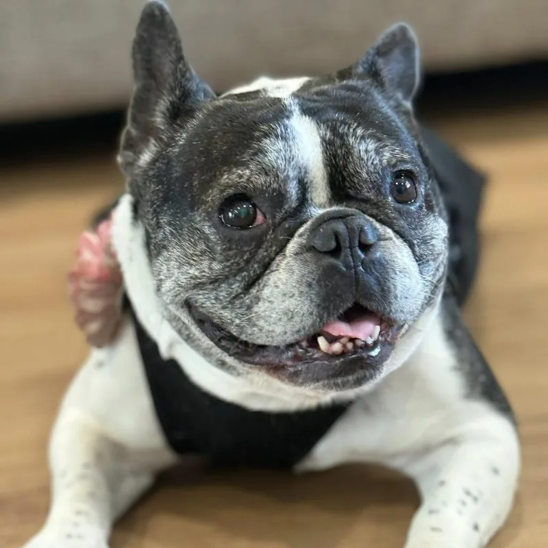 Polly Pocket thumbnail 5