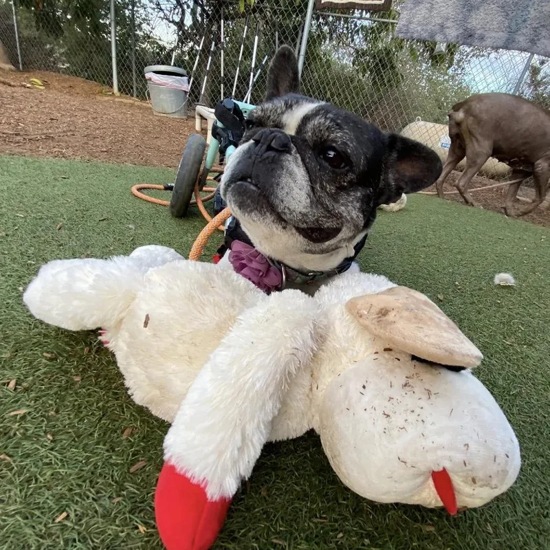 Polly Pocket thumbnail 6