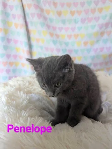 Penelope [and Aspin] thumbnail 2