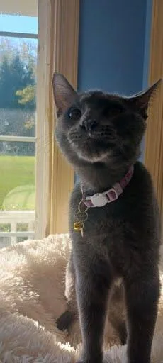 Penelope [and Aspin]