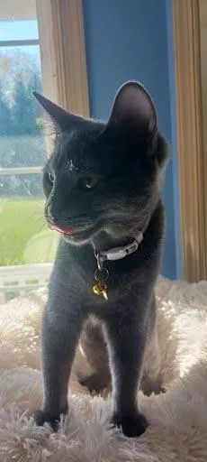 Penelope [and Aspin] thumbnail 4