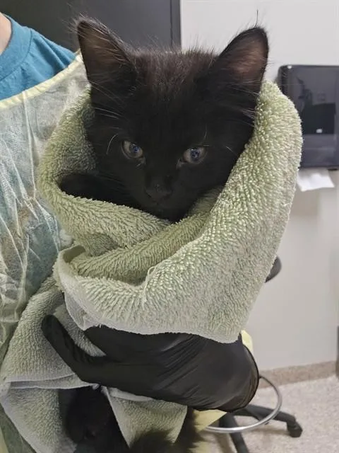 A baby small-sized male Domestic Short Hair cat named Pepper Jack for adoption in Pueblo, CO
