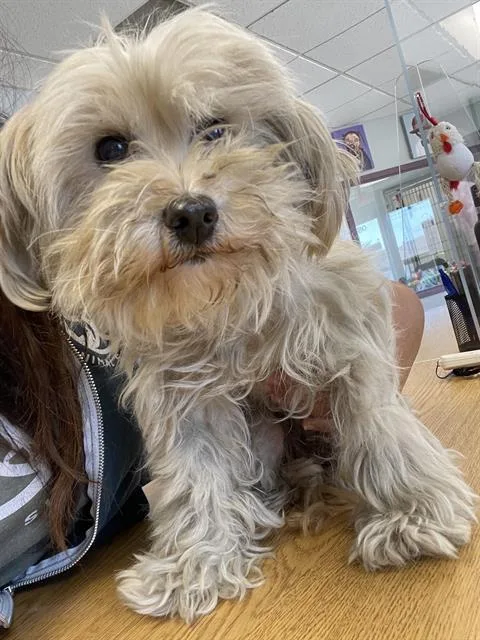 An adult small-sized female Maltese dog named Chanel for adoption in Santa Cruz, CA